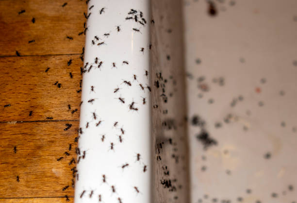 Best Termite Control Services  in Marquette Heights, IL