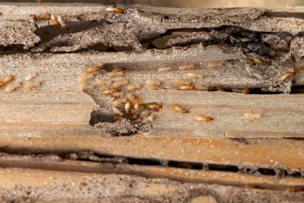 Best Ant Control Services  in Marquette Heights, IL